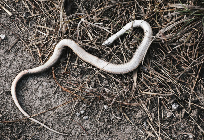 Dead Snakes in Dreams Meaning: Here's What They REALLY Mean