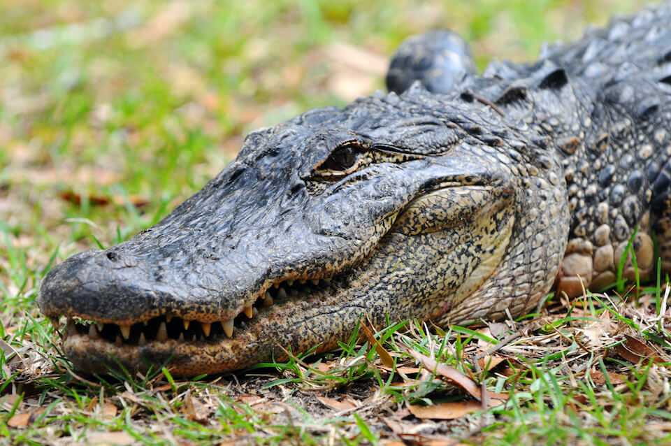 Dream About Alligators: Swimming with Danger?