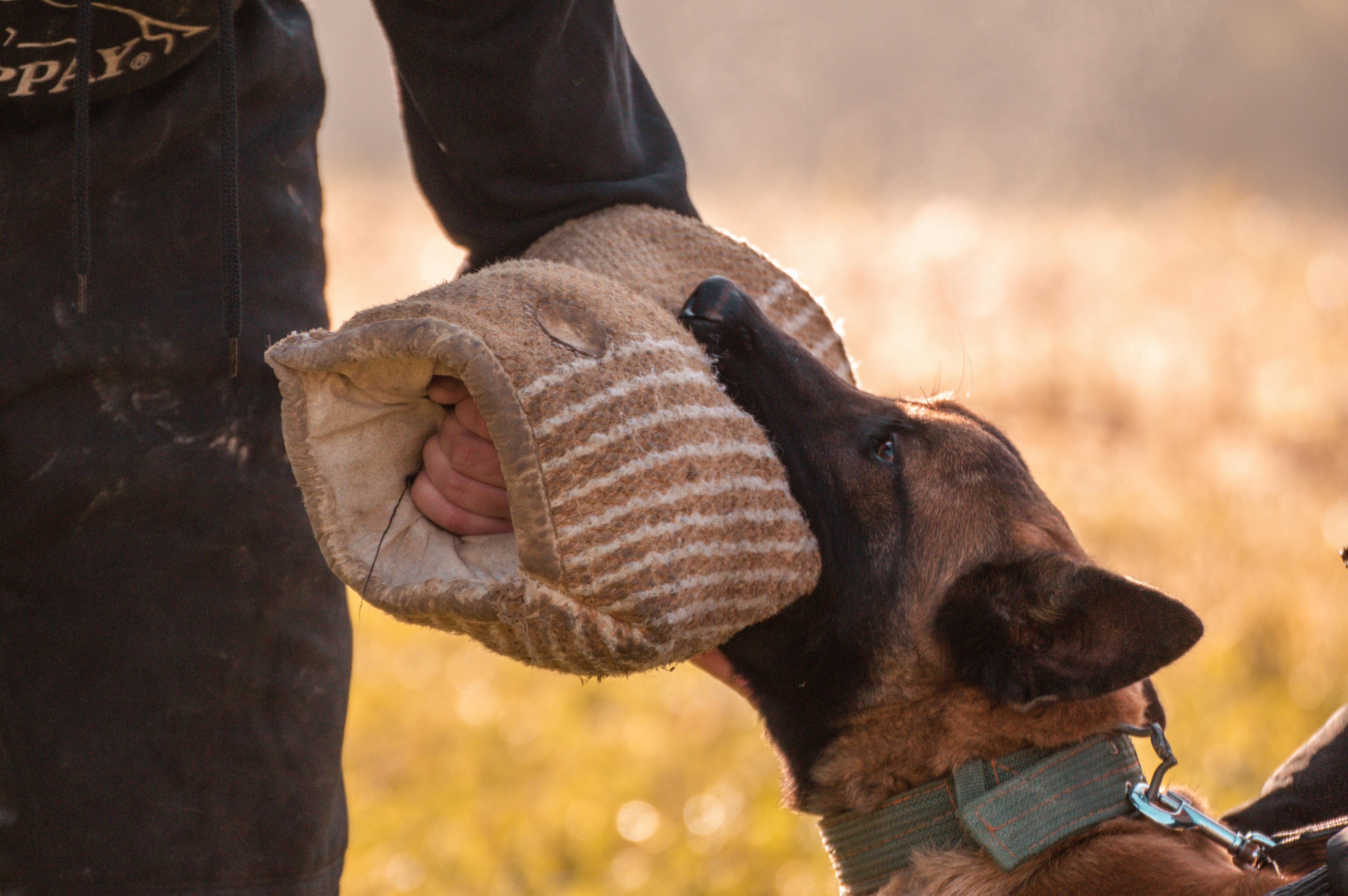 Dog Biting Hand Dream Meaning: From Friendly Fido to Ferocious Fang?