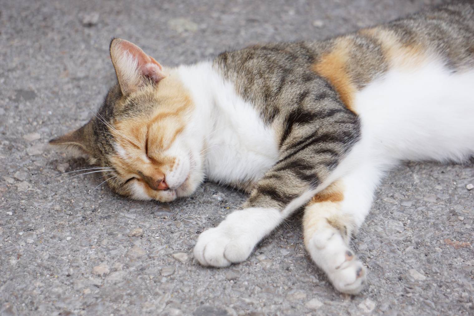 Dream About Deceased Pet Cat Cuddle Dreams or Comfort Needed?