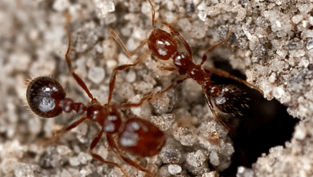 Dream About Fire Ants: Under Attack or Feeling Overwhelmed?