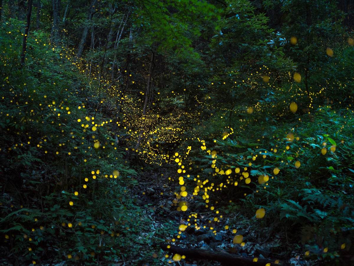 Dream About Fireflies: Lost in the Dark or Seeking Hope?