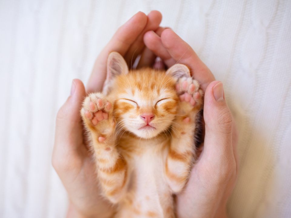 Dream About Holding A Cat Purrfectly Peaceful or Feeling Stressed?