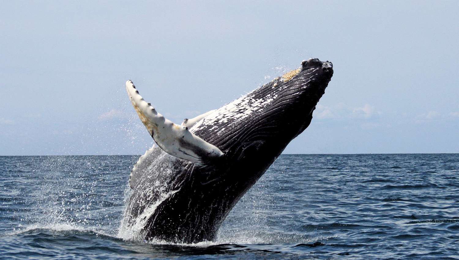 Dream About Whales: Calm Waters or Inner Peace?