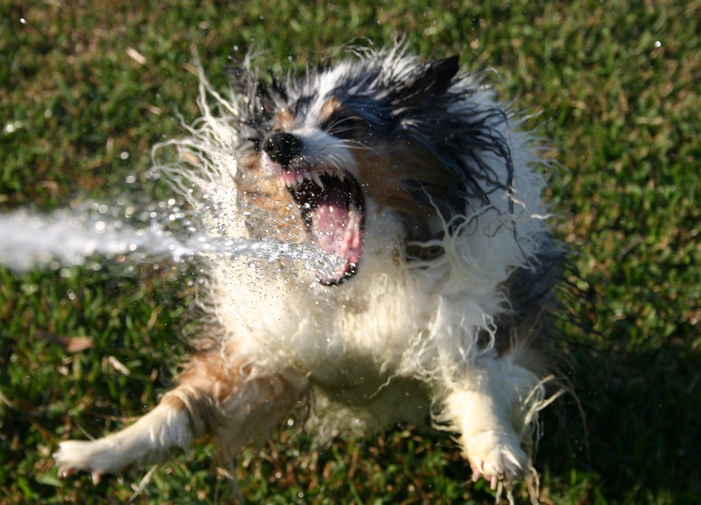 Dream of Dog Attacking Someone Else: Canine Confusion!